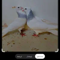 کبوتر