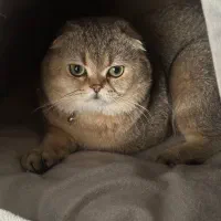 گربه نر، اماده جفت گیری با گربه های ماده فحل شما|گربه|تبریز, |دیوار