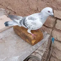 کبوتر فروشی