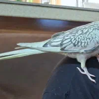 دو تا عروس هلندی خوشگل