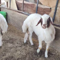 بره ماده افشار درجه یک  چاق