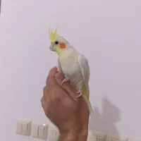 عروس هلندی لوتینو ماده