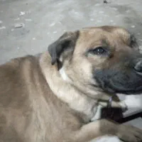 سگ گمشده|حیوانات|باسمنج, |دیوار