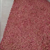 گندم بذر باران