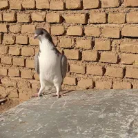 ساده|پرنده|شاهرود, |دیوار