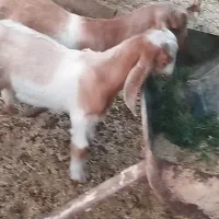 کهره نر فاریاب