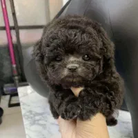 توله توی پودل جیبی عروسکی پامر پامرانین|سگ|اصفهان, خانه اصفهان|دیوار