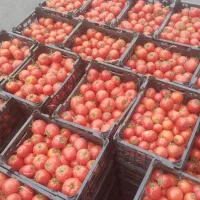 گورجه سبدی. درجه یک