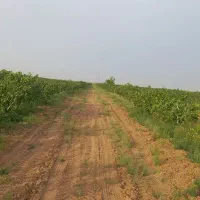 مشارکت در باغداری پسته