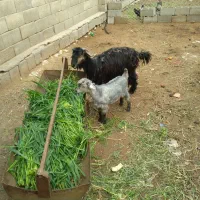 فروش بز و بزغاله