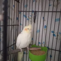 عروس هلندی|پرنده|تهران, شهرک رضویه|دیوار