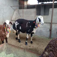 4عدد گوسفند آث جوان