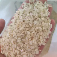 برنج کامفیروزی|خوردنی و آشامیدنی|شیراز, فاضل|دیوار