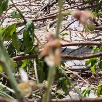 فروش ۷۵۰ متر باغ شهری در ویلا شهر کیمیا