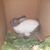 خرگوش|موش و خرگوش|ابریشم, |دیوار