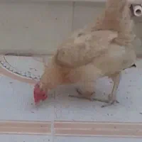 مرغ|پرنده|هندیجان, |دیوار