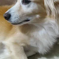 اشپیتزپامر روباهی|سگ|فولادشهر, فولادشهر|دیوار