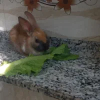 خرگوش سالم وسرحال|موش و خرگوش|پیرانشهر, |دیوار