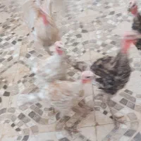 بوقلمون|حیوانات مزرعه|سرپل ذهاب, |دیوار