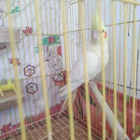 فروش طوطی عروس|پرنده|سرخرود, |دیوار