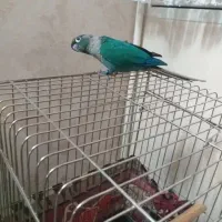 معاوضه دوچرخه با تراکوییس یا پایین اپل نر