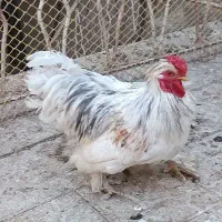 خروس جوان پر پا