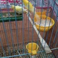 یک جفت نرماده قناری قیمت پنج میلیون تومان