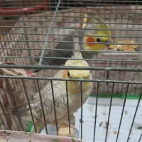 یک جفت عروس هلندی نر و ماده|پرنده|رشت, استقامت ۲|دیوار
