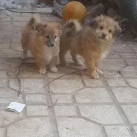 سگ پاکوتاه بازیگوش