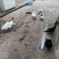 فروش غاز محلی وتخم غاز