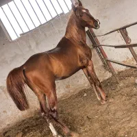 کره نریان ۳ساله دوسر شجره پره