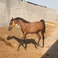 کره نریان|اسب و تجهیزات اسبسواری|سیرجان, |دیوار