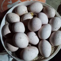 بوقلمون یک ساله در حال تخم درشت و آماده|حیوانات مزرعه|مشهد, کوشش|دیوار