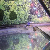 بچه ماهی گوپی