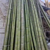 چوب پرچم بامبو