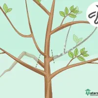 هرس و فرم دهی درخت میوه