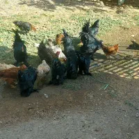 غاز محلی ارگانیک مرغ و خروس مرندی|حیوانات مزرعه|کوهین, |دیوار