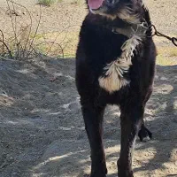 واگذاری سگ|سگ|لالجین, |دیوار