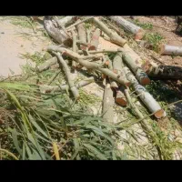 خرید چوب و قطع درخت