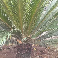 دو عدد گل سیکاس ۱۸ و ۱۰ ساله|گل و گیاه طبیعی|کومله, |دیوار