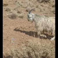 فروش دوراس کهره چاق