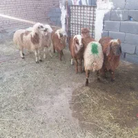 فروش بره نر افشار ودورگ مناسب پلوار و قربانی