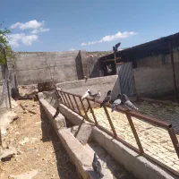 کبوتر سبز و مختلف