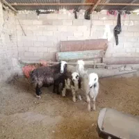 فروش سه راس میش داشتی و یک بره|حیوانات مزرعه|شیراز, کیان آباد|دیوار