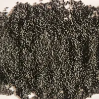 بذر پیاز زرد  روز بلند