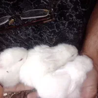 بچه خرگوش چشم قرمز