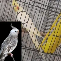 حراج قیمت ۱۷۰۰ مفت عروس هلندی . دانه ۹۰۰