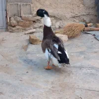 اردک کله سبز درشت نر