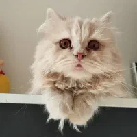 گربه اسکاتیش پرشین|گربه|فردیس, فردیس|دیوار