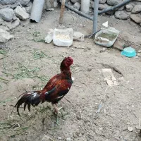 فروش دو عدد خروس